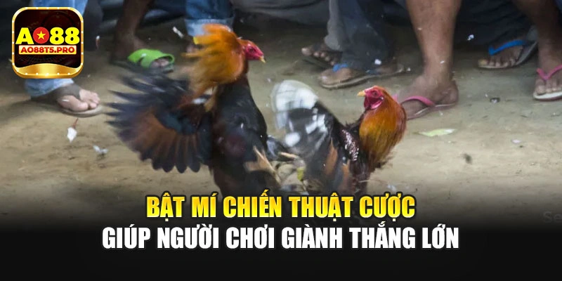 Bật mí chiến thuật cược giúp người chơi giành thắng lớn