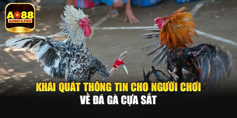 Khái quát thông tin cho người chơi về đá gà cựa sắt