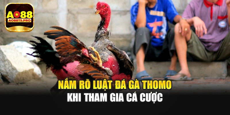 Nắm rõ luật đá gà Thomo khi tham gia cá cược